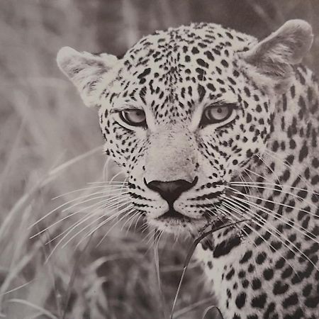 Animalier Lägenhet Joigny Exteriör bild