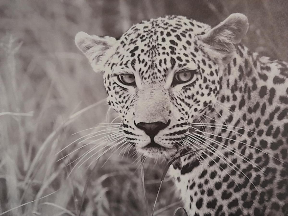 Animalier Lägenhet Joigny Exteriör bild